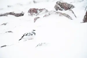 Muta: Rock Ptarmigan