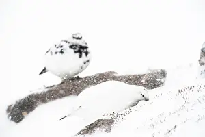 Digging: Rock Ptarmigan