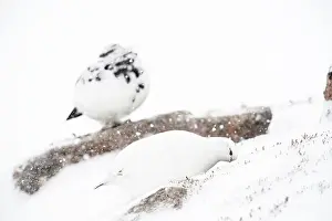 Digging: Rock Ptarmigan