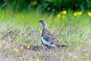 Mutus: Rock Ptarmigan