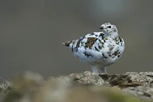 Moulting: Rock Ptarmigan