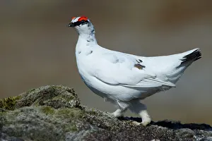 Moulting: Rock Ptarmigan