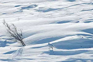 Decreasing: Rock Ptarmigan