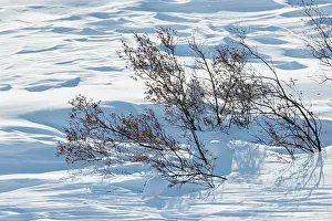 Decreasing: Rock Ptarmigan