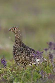 Muta: Rock Ptarmigan - adult hen in breeding plumage in
