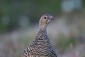 Muta: Rock Ptarmigan - adult hen portrait - Iceland