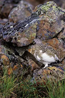 Muta: Rock Ptarmigan - Alaskan tundra