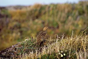 Muta: Rock Ptarmigan - Alaskan tundra