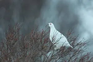 Dovre: Rock Ptarmigan - cock perched on a tree - Norway