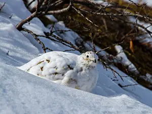 Mutus: Rock Ptarmigan female