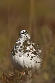 Muta: Rock Ptarmigan female