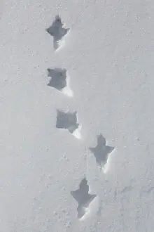 061021: Rock Ptarmigan - footprints in snow - Norway