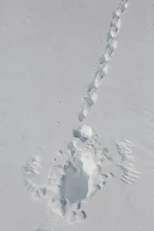Mutus: Rock Ptarmigan - footprints in snow - Norway