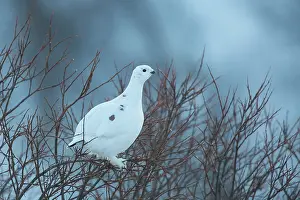 Dovre: Rock Ptarmigan - hen perched on a tree - Norway