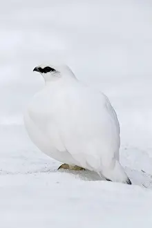Lagopus: Rock ptarmigan (Lagopus muta) (Lagopus mutus) cock