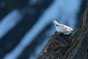 Muta: Rock Ptarmigan ( Lagopus mutus ) female in the Valais