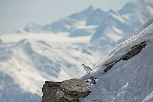 Precipitation: Rock Ptarmigan ( Lagopus mutus ) in the Valais Alps