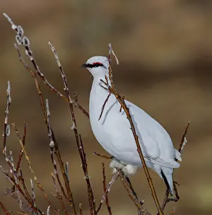 Mutus: Rock Ptarmigan male