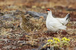 Ptarmigan: Rock ptarmigan pair, male courting hen on the arctic tundra