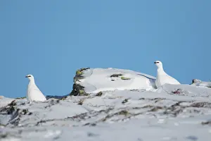 Dovre: Rock Ptarmigan - pair in snow landscape - Norway