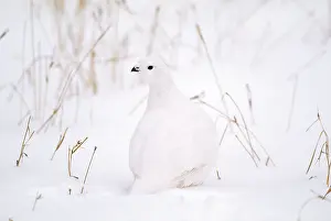 Mutus: Rock Ptarmigan - in snow