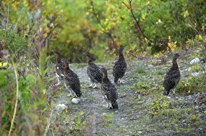 Muta: Rock Ptarmigans