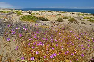 Atacama: Rock Purslane - blooming in the coastal part of