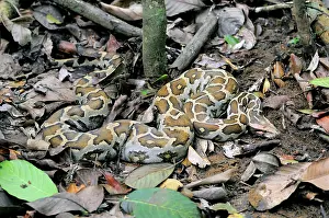 Ceylon: Rock Python