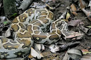 Ceylon: Rock Python