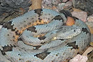 Lepidus: Rock Rattlesnake