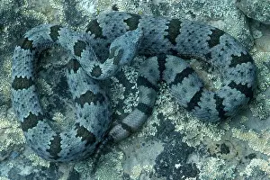 Rattler: Rock Rattlesnake