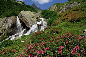 Rhododendrons: Rock Rhododendron mountain creek