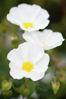 Cistus: Rock rose, Cistus corbariensis, three white coloured