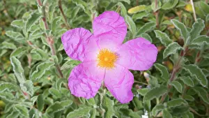 Cistus: Rock Rose - Flower