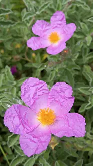 Cistus: Rock Rose - Flowers