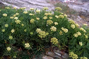 Sapphire: Rock Sapphire flowers