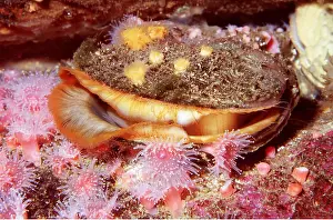 Ken Lucas: ROCK SCALLOP