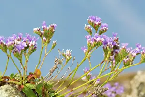 Limonium: Rock Sea Lavender Flowers Summer