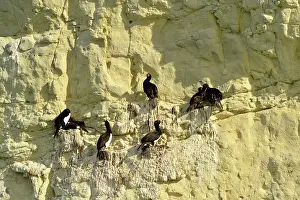 Magellanic: Rock Shag / Magellanic Cormorant