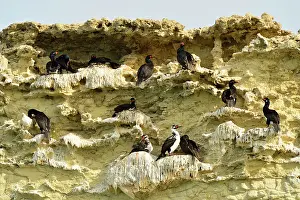 Magellanic: Rock Shag / Magellanic Cormorant