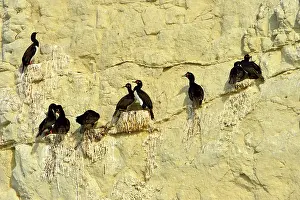Magellanic: Rock Shag / Magellanic Cormorant