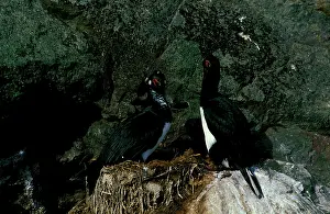 Shags: Rock shag, pair at nest