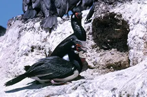 Patagonian: Rock Shags
