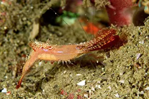 Shellfishes: Rock Shrimp