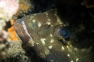 Prawn: Rock Shrimp cleaning White-spotted Grouper (Epinephelus