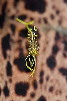 Sandar: Rock Shrimp against Moray Eel background Batu Sandar