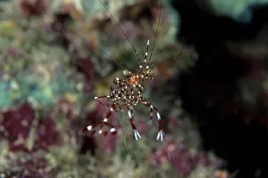 Prawn: Rock shrimp, Urocaridella sp. Walindi, West New Britain, Pa