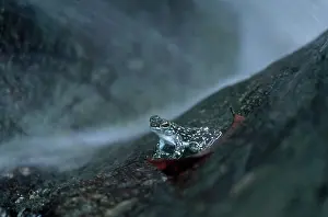 Ranidae: Rock Skipper Frog