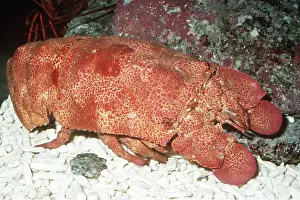 Ugly: ROCK SLIPPER LOBSTER
