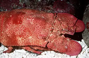 Lobster: ROCK SLIPPER LOBSTER